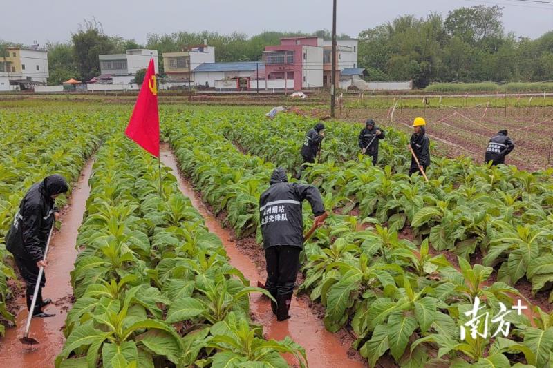 独家报道！广西代购越南“一知半解”