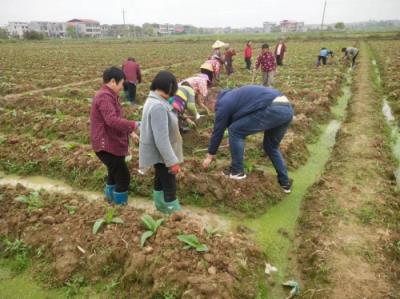 揭秘人民大会堂蘭香细支香烟的批发奥秘